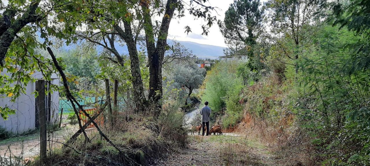 Adore Portugal Bungalow Natureza & Vista De Serra Lousã Buitenkant foto